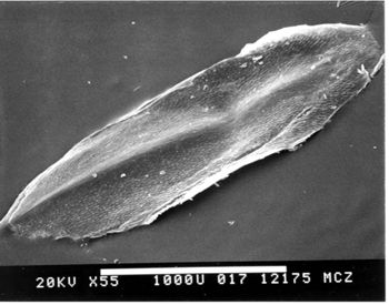 Media type: image; Herpetology R-41887